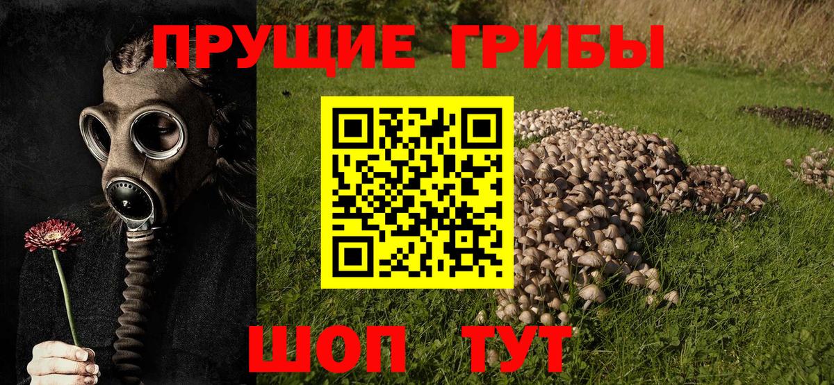 где продают наркотики  Асино  Псилоцибиновые грибы Magic Shrooms 